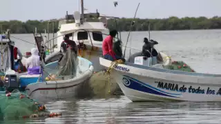 Crisis en especies clave amenaza estabilidad del sector pesquero yucateco