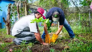 El programa Sembrando Vida ha reducido la tala clandestina en Campeche en un 90%.