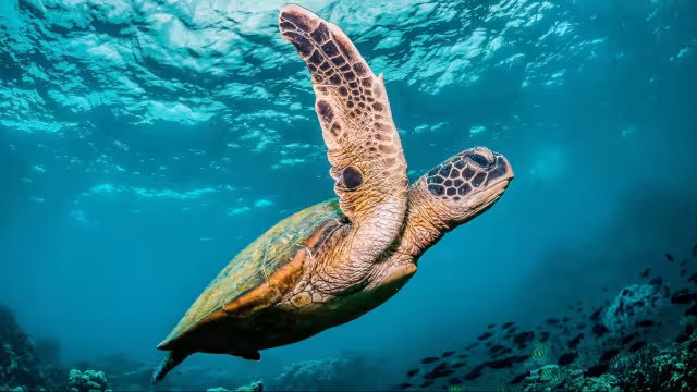 Tortugas Marinas en Quintana Roo