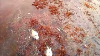 Tragedia ecológica en Xcalak: sargazo asfixia a la comunidad y reportan mortandad masiva de especies marinas