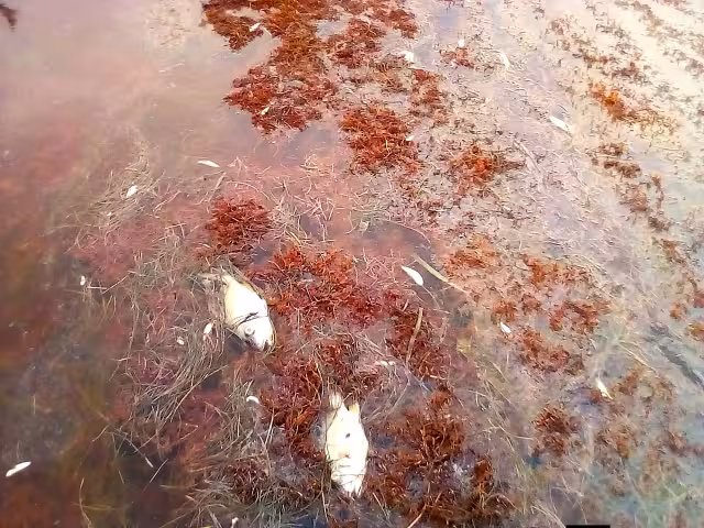 Sargazo invade Xcalak y provoca muerte masiva de especies marinas