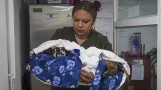   Confirman el primer caso de gusano barrenador en   Mérida: un perro, el afectado