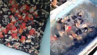 “Ya no sale”: Captura de caracol cae más de 60% en Champotón, alertan pescadores