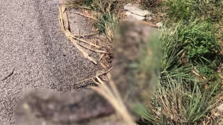 Denuncian abandono de cocodrilo muerto en carretera Campeche–Champotón