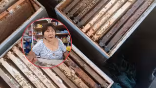 Apicultores de Hecelchakán denuncian muerte masiva de abejas y caída de la miel por fumigaciones aéreas
