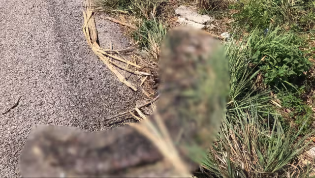 Restos llevan semanas en avanzado estado de descomposición.