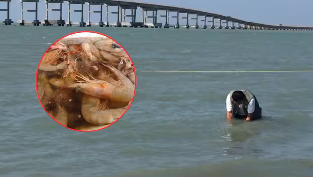 Supervisarán calidad del agua y venta de mariscos en Carmen