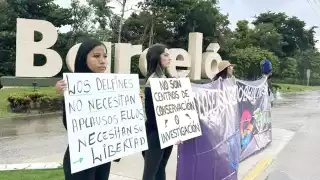   Investigan muerte de delfín en Barceló   de la Riviera Maya