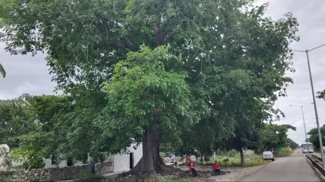 Hay amplios terrenos cubiertos de vegetación, flores y árboles majestuosos como la ceiba