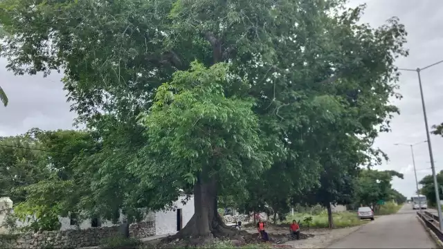 Hay amplios terrenos cubiertos de vegetación, flores y árboles majestuosos como la ceiba