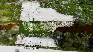 Profepa frena devastación ambiental en la Reserva de la Biosfera de Celestún; detectan relleno de humedales y tala del manglar