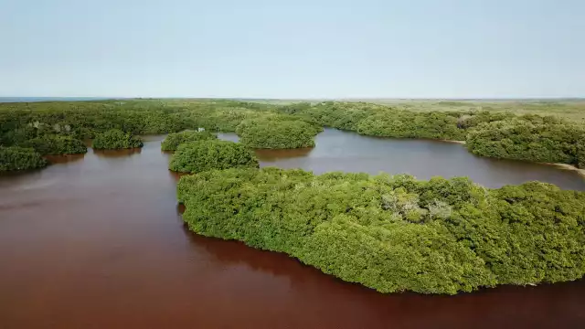 Los manglares, especialmente en la Reserva de Los Petenes, protegen a las comunidades costeras de huracanes y tsunamis