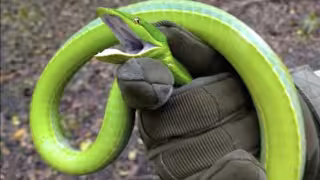 Serpientes venenosas de Campeche; las más letales y de las que deberías alejarte de inmediato