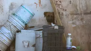 Cuidar a tu mascota no es opcional: Las fuertes multas por maltrato animal en Yucatán