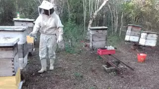  Apicultura   en Huhí atraviesa momento alentador; la miel alcanza  los 35 por kilo