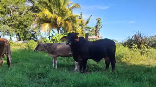 Ganaderos de Campeche buscan más castigo por abigeato