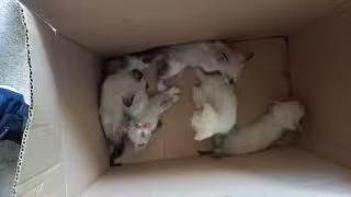 Rescatan a cinco gatitos abandonados en carretera entre Seybaplaya y Villamadero