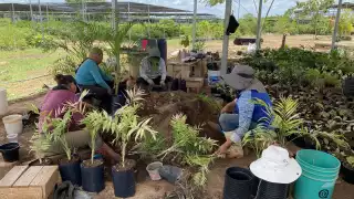 Mérida cultiva conciencia verde con más de 9 mil árboles plantados