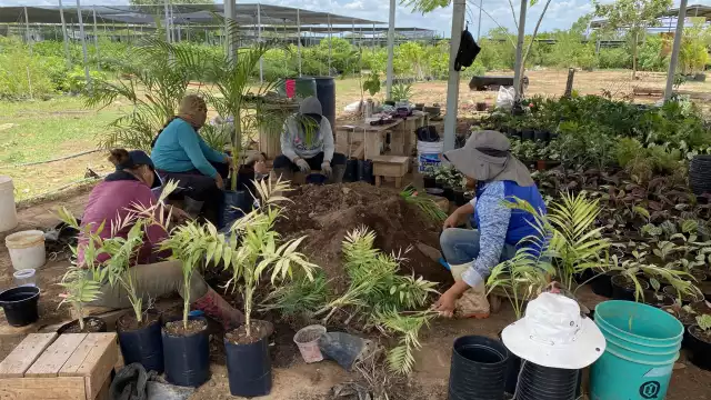 Ayuntamiento impulsa programas verdes más allá de la Cruzada Forestal