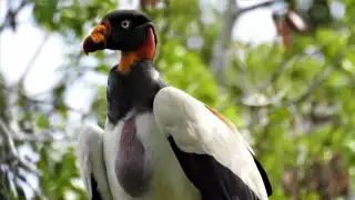 Festival de las Aves en Campeche: Más de 490 especies convierten al estado en paraíso del avistamiento