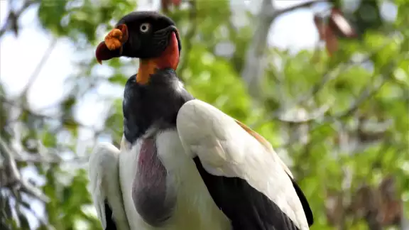 La observación de aves impulsa economía en Yucatán y Campeche busca replicar el modelo. La observación de aves impulsa economía en Yucatán y Campeche busca replicar el modelo.