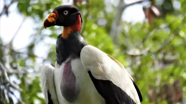 La observación de aves impulsa economía en Yucatán y Campeche busca replicar el modelo.