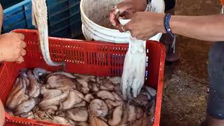 Pescadores ribereños enfrentan alza de insumos y pesca ilegal en temporada de pulpo