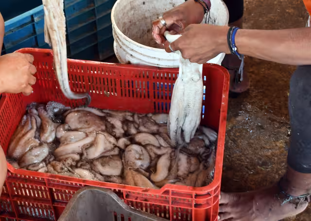 Alertan por contaminación en pulpo de Campeche por metales pesados
