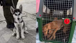 Husky y dos Pit Bull al borde de la muerte son rescatados en Calkiní; estaban desnutridos y deshidratados