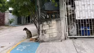 Exhortan a dueño por dejar perro amarrado durante Frente Frío 32 en Ciudad del Carmen