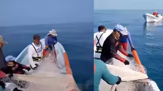 Pescadores de Campeche rechazan veda de 45 días para robalo; temen por su sustento