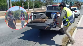 Se cancela el salpicón: Sorprenden a hombre cargando un venado en plena avenida de Campeche