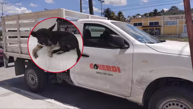 Trabajadores de Gobierno Verde y Digital atropellan a perrito en colonia Minas.