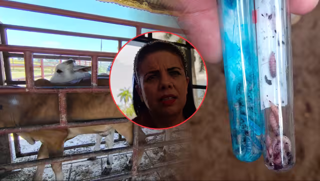 La Secretaría de Desarrollo Agropecuario de Campeche abrirá 15 plazas para veterinarios.