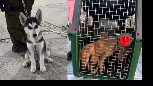 Fiscalía de Campeche salva a Husky y dos Pit Bull en riesgo de muerte