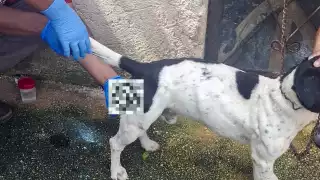 Reportan un presunto caso de gusano barrenador en un perro en Seyé