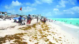 El mayor recale de la macroalga se concentra en Tulum, varios puntos de Puerto Morelos, Riviera Maya, Cancún y Cozumel