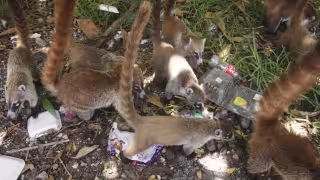 Aguas residuales dañan los manglares de Donceles y la Laguna del Manatí; alertan deterioro ambiental