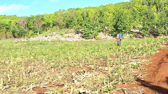 En Puerto Arturo, el 60% del espacio de cultivo se dedica a la siembra de limón En Puerto Arturo, el 60% del espacio de cultivo se dedica a la siembra de limón