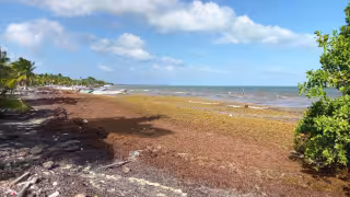 Sargazo vuelve a afectar a pescadores de Isla María Elena