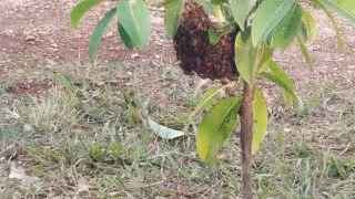 Aumentan 70% los ataques de abejas en Chetumal; calor extremo las vuelve agresivas, advierten