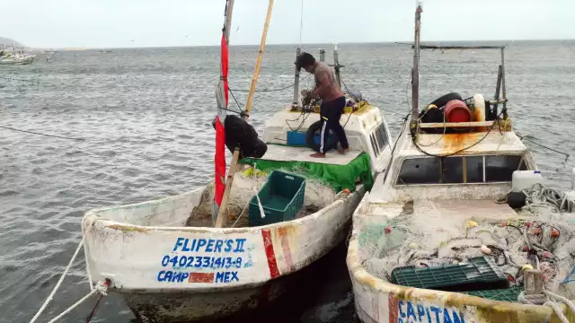 Se realizan operativos contra la depredación del pulpo maya en Campeche, pero sin detalles públicos por seguridad.