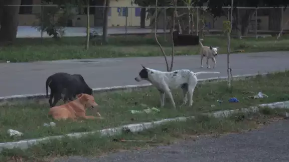 Expertos recomiendan mantener hidratadas a las mascotas Expertos recomiendan mantener hidratadas a las mascotas