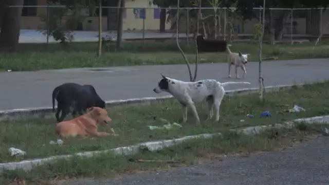 Expertos recomiendan mantener hidratadas a las mascotas