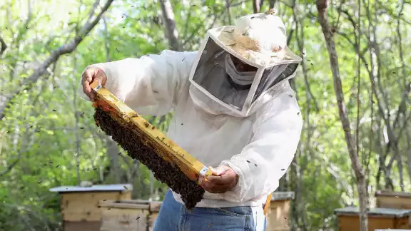 De 2023 a 2025 se ha documentado la destrucción masiva de colmenas en Campeche y Yucatán De 2023 a 2025 se ha documentado la destrucción masiva de colmenas en Campeche y Yucatán