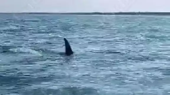 El tiburón fue grabado por una familia