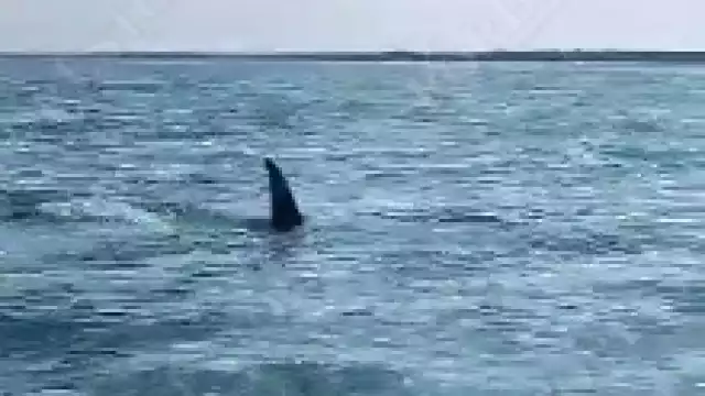 El tiburón fue grabado por una familia