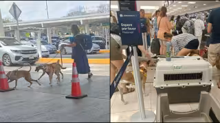 De las calles de Mérida a Inglaterra: la increíble historia de Caramelo, el perro rescatado que cambió su destino