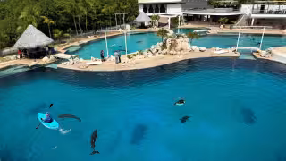 Profepa reporta delicado estado de salud de nueve delfines asegurados en Dolphin Discovery Ventura Park