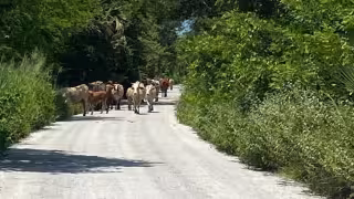 Ganado invade carretera Sabancuy-Chekubul en Campeche y pone en riesgo a conductores